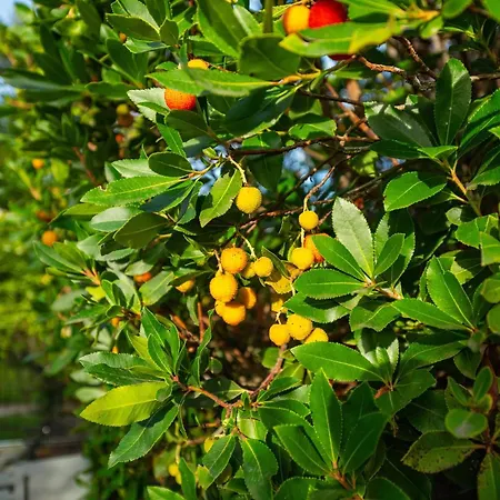 Amaranta - Is Molas Pula